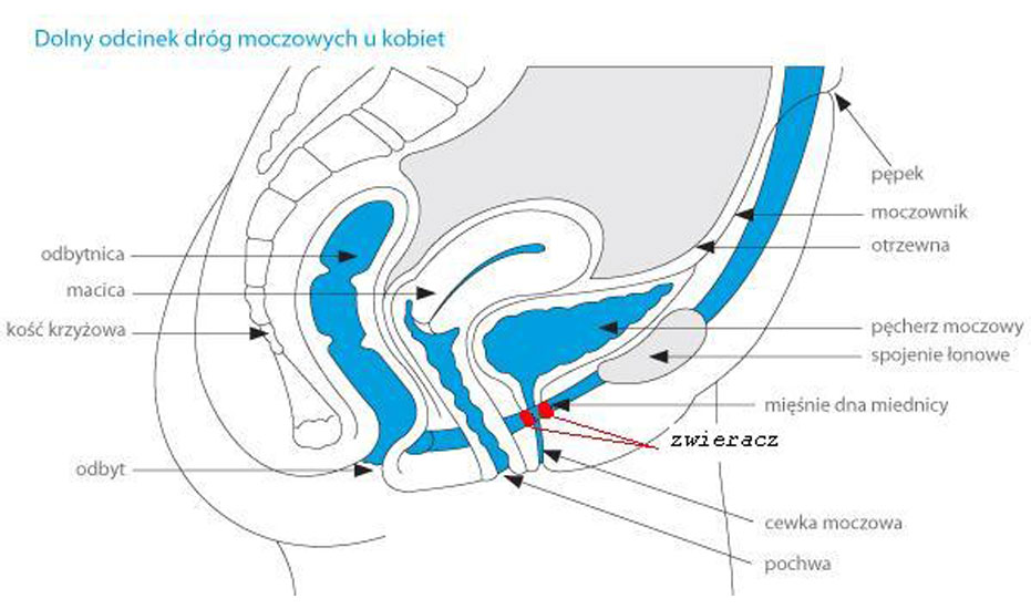 Nietrzymanie moczu Szczecin